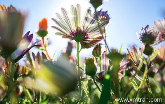 球迷的福利來了，學(xué)者反應(yīng)這款翻譯軟件有點厲害！